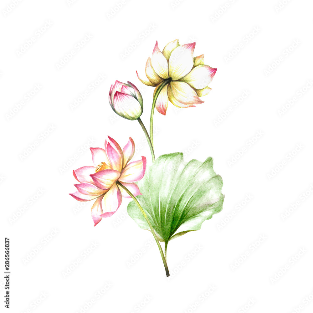 Composition with lotus. Hand draw watercolor illustration. Composition with lotus. Hand draw watercolor illustration.