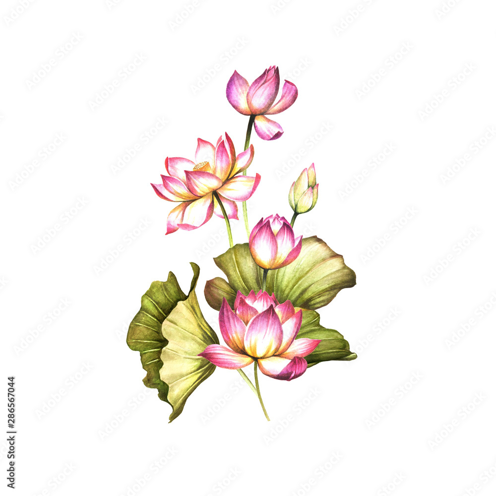 Composition with lotus. Hand draw watercolor illustration. Composition with lotus. Hand draw watercolor illustration.