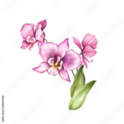 Composition with orchids and leaves. Hand draw watercolor illustration.