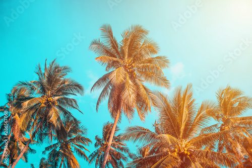 coconut palm tree on beach © golfloiloi