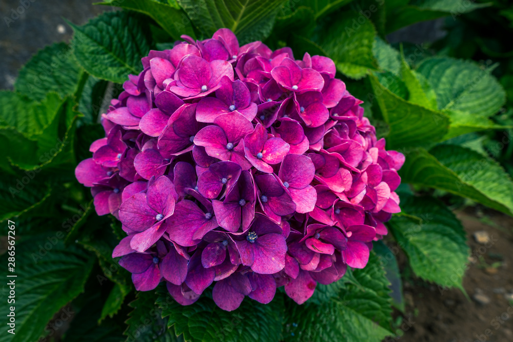 Image of beautiful blooming hydrangeas in the nature