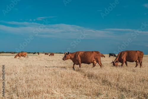 Cows on a yellow field and blue sky. © Ruslan Ivantsov