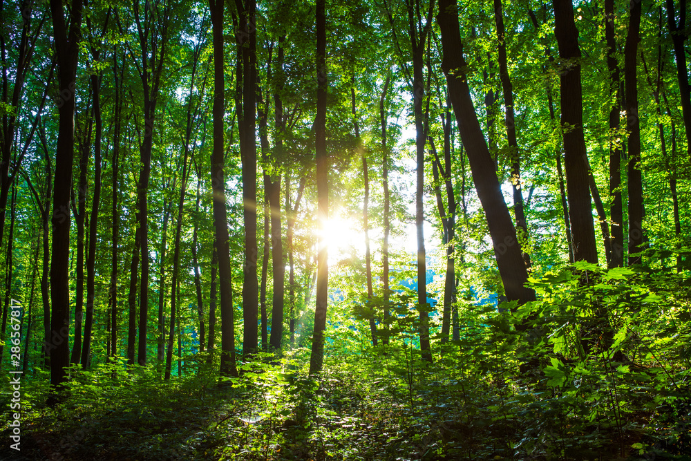 Fototapeta premium Forest trees. nature green wood sunlight backgrounds..