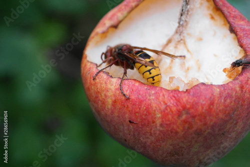 hornet eat a pear © Malia