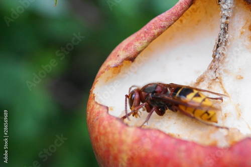 hornet eat a pear © Malia