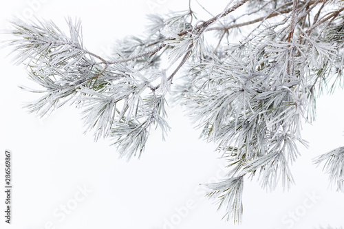 Pine branch hoarfrosted with rime on white snow background, closeup, copy space, festive christmas and new year concept