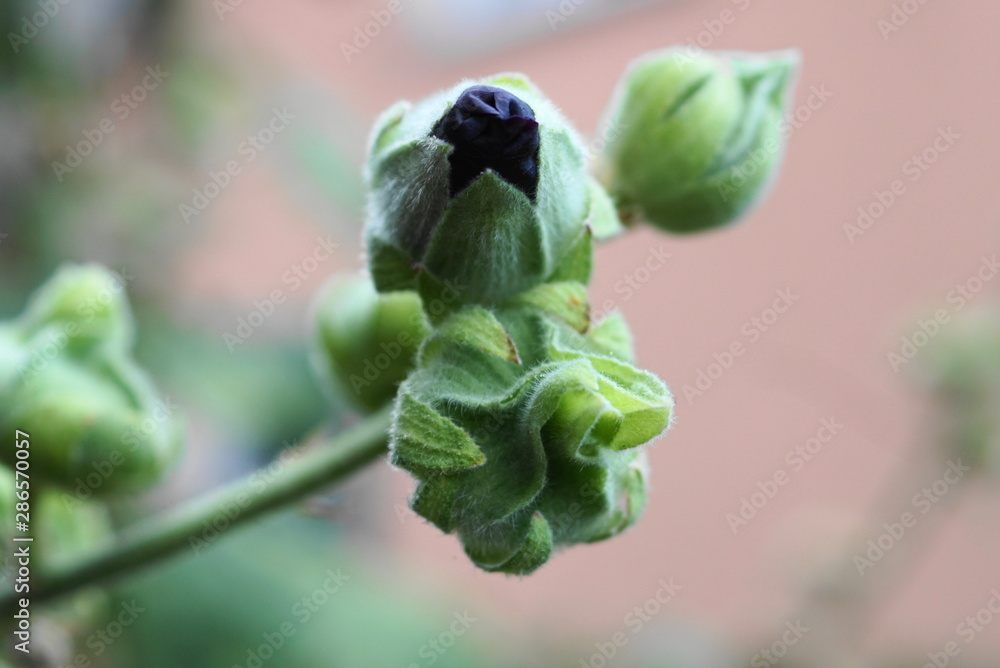 Obraz premium bud from a malve