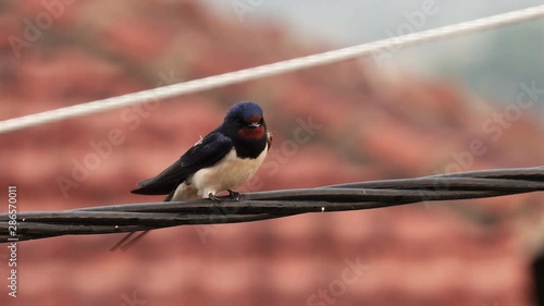 house swallow bird slean feathers on wire photo