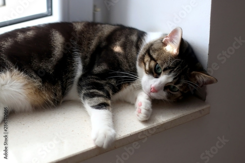 Cute tabby cat lying on a window sill. Selective focus. © jelena990