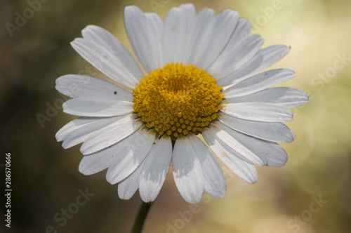 Leucanthemum ircutianum subsp pseudosylvaticum shasta daisy wild plant with large white petal flowers and yellow center