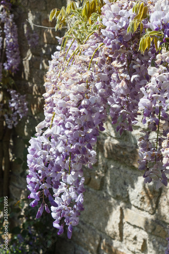 Flowers of purple Wisteria in a garden during spring