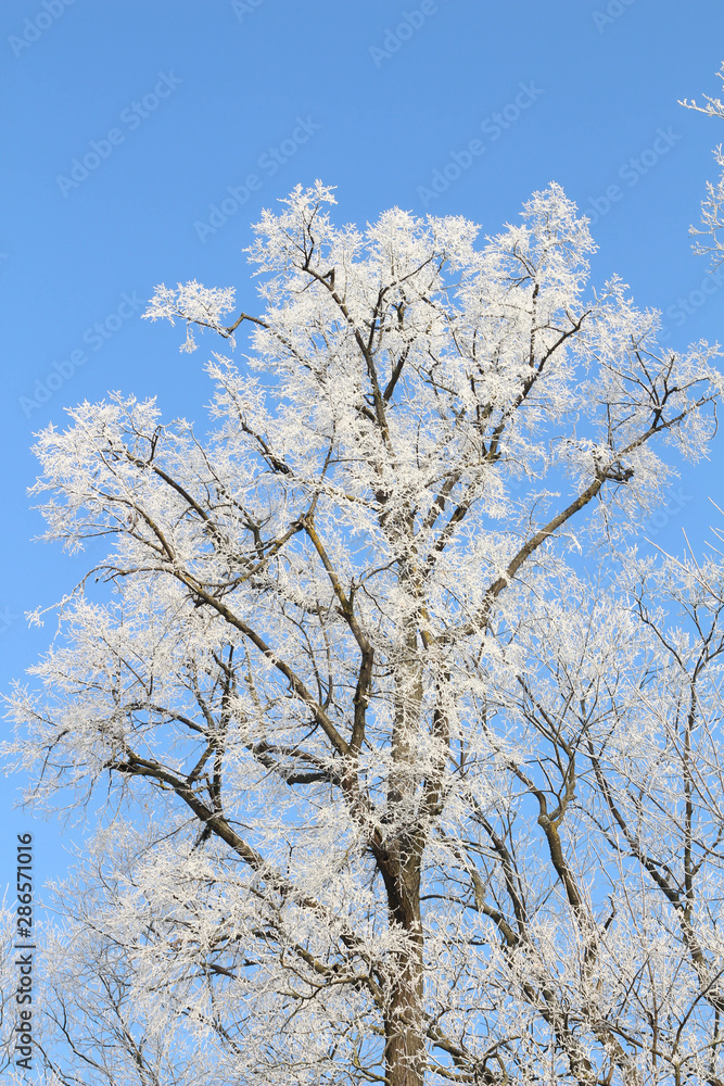 Winter Tree Frost on the Branch. Hoar-frost on trees in winter stock photo. Merry Christmas. Gift card Winter Tree Frost on the Branch. Hoar-frost on trees in winter stock photo. Merry Christmas. Gift card
