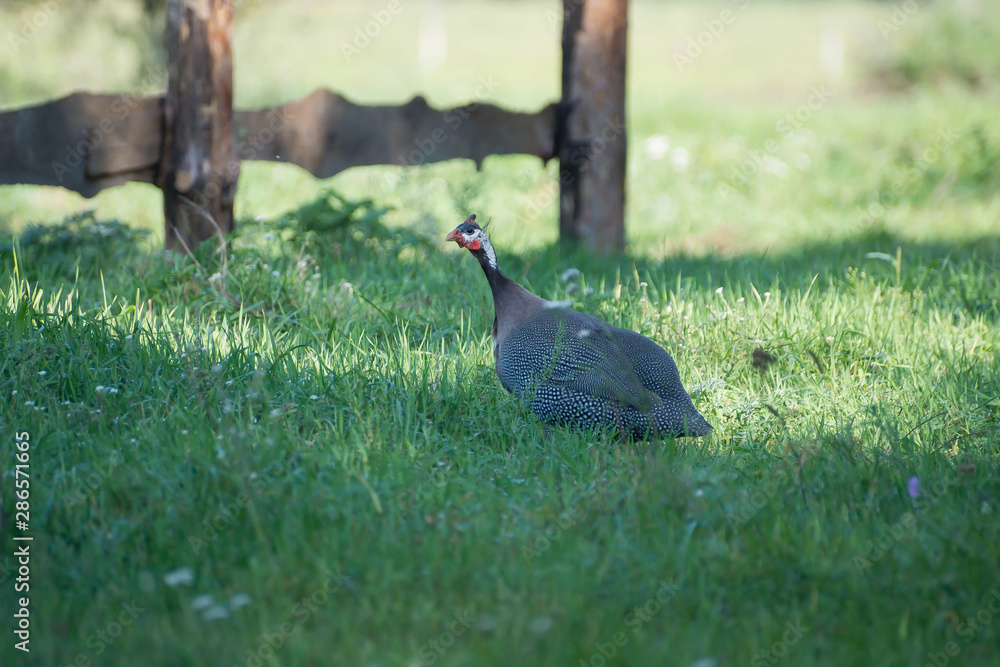 guinea hen is walking on the green grass and shout. Guinea fowl bird guinea hen is walking on the green grass and shout. Guinea fowl bird