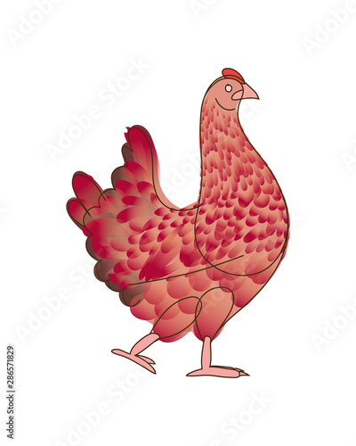 Chicken with feathers
