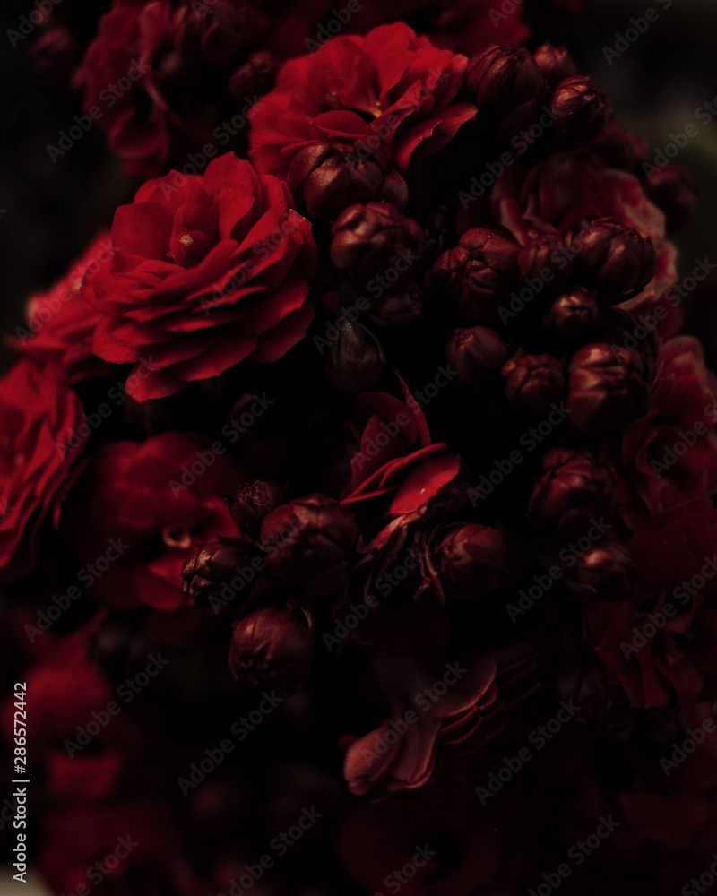 Fototapeta czerwona róża na czarnym tle