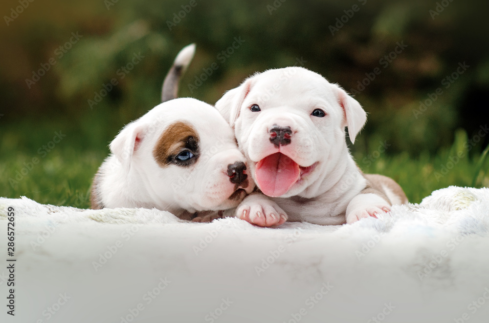 american staffordshire terrier cute portrait puppies magic light walk with puppy - obrazy, fototapety, plakaty 