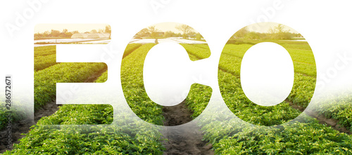 Eco inscription word on the background of green bushes potato plantation rows field. Landscape agriculture. harvest. Environmentally friendly, quality control, use safe pesticides. Organic vegetables.