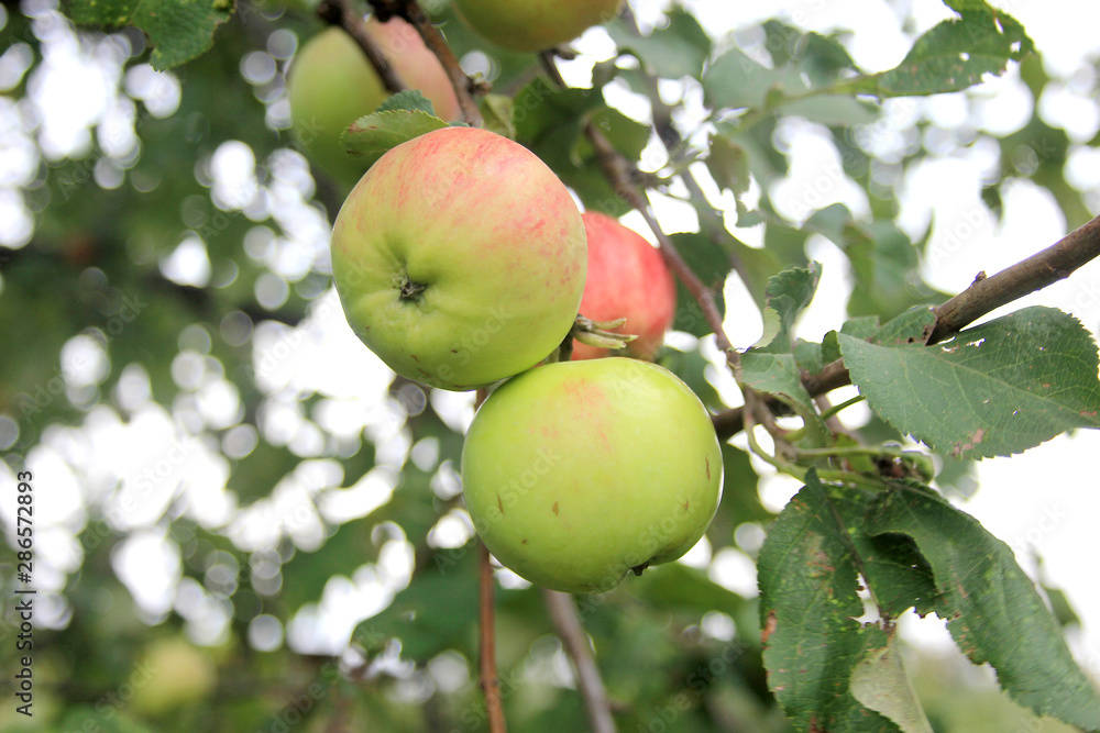 Ripe juicy red-green apples on a branch in a summer garden Ripe juicy red-green apples on a branch in a summer garden