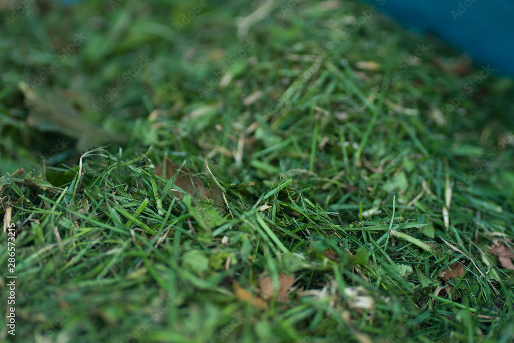 Detailed freshly cut lawn grass clippings macro Detailed freshly cut lawn grass clippings macro