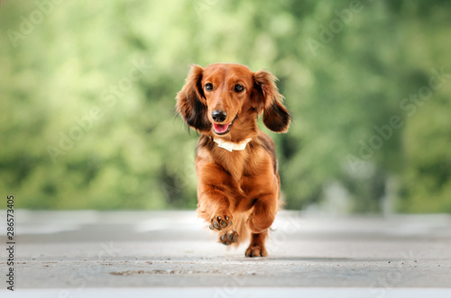  beautiful dog portrait breed long-haired dachshund of red color on a walk in the city stone jungle funny dog photo