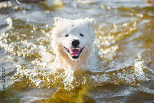 White dog Samoyed swims in the water on the Baltic Sea