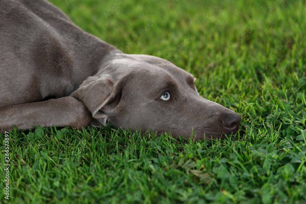 Weimaraner grey hunting dog lying on the green lawn. Close portrait.