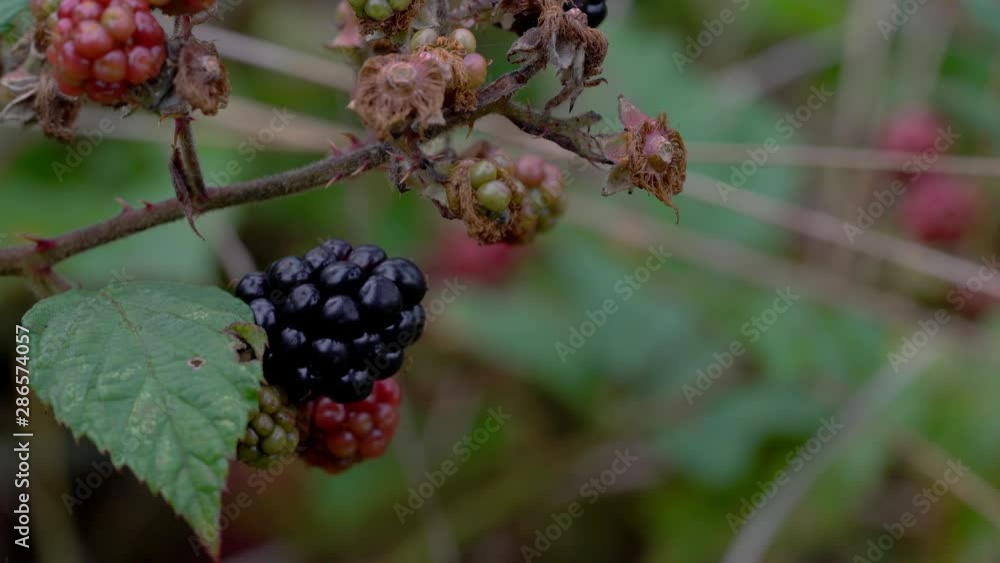 Picking wild ripe blackberry - (4K) Picking wild ripe blackberry - (4K)