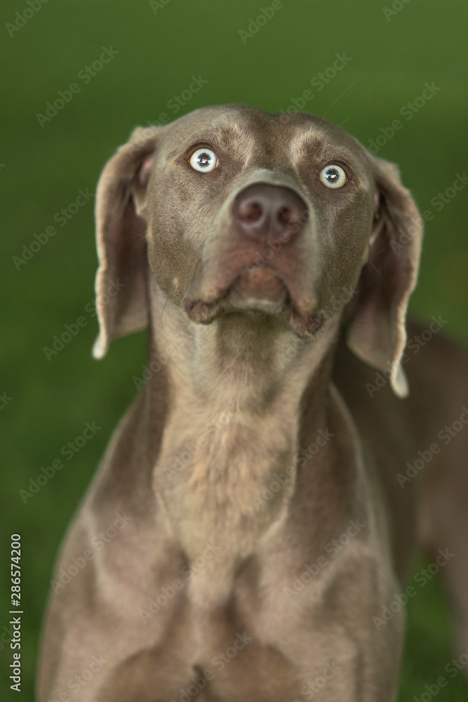 Portrait of Weimaraner breed hunting dog against green blurry background. Close. Portrait of Weimaraner breed hunting dog against green blurry background. Close.