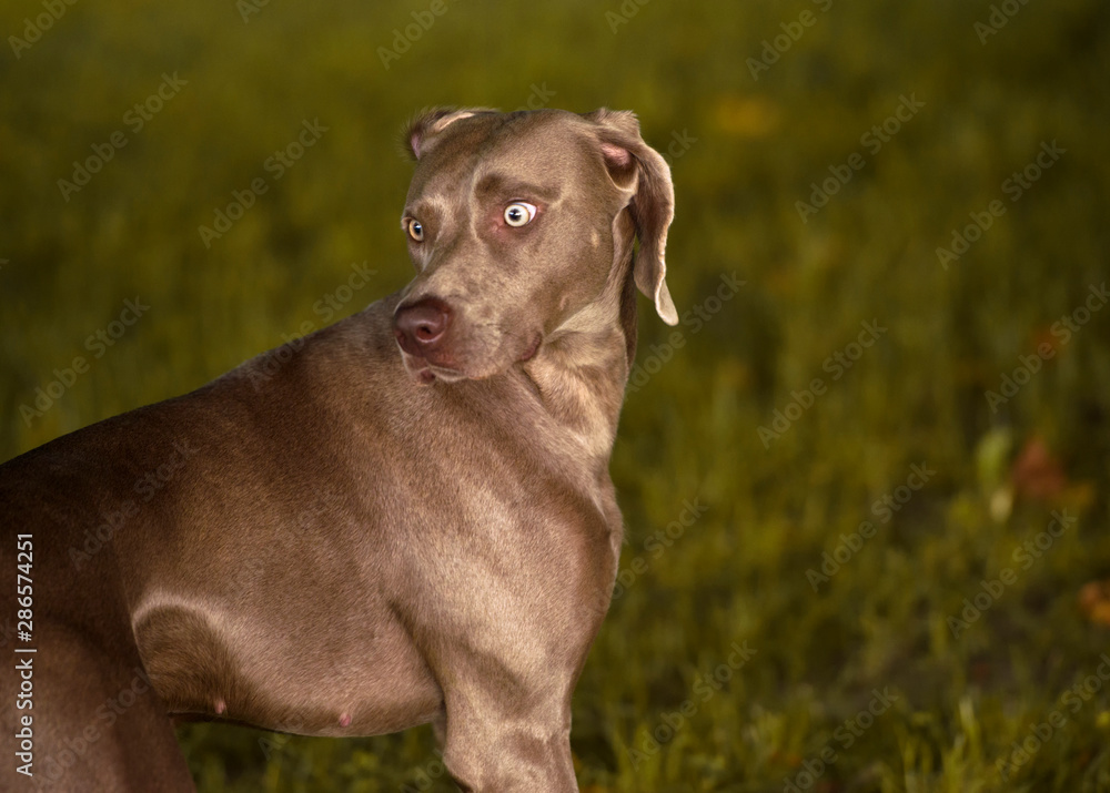 Weimaraner dog portrait while playing in a park in a summer. Emotional animals concept. Weimaraner dog portrait while playing in a park in a summer. Emotional animals concept.