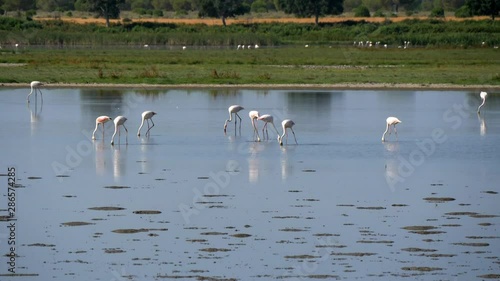 flamands rose, vache et chevaux sur le lac de El Rocio, un village de l'Espagne Andalouse.