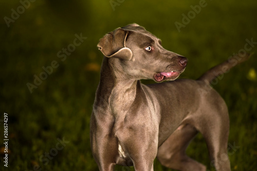 Weimaraner dog portrait while playing in a park in a summer. Emotional animals concept.