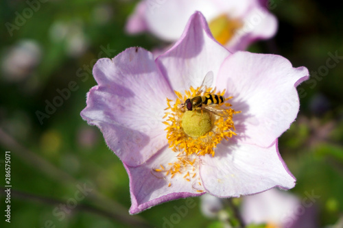 A hoverfly pollinating a pink flower photo