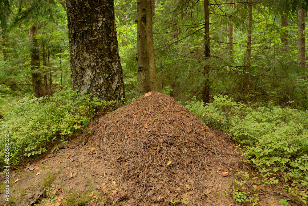 Obraz premium Big ant hill in the summer forest.