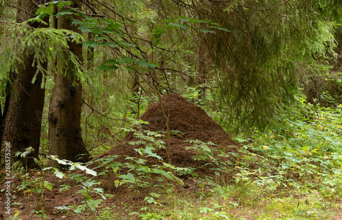 Big ant hill in the summer forest.