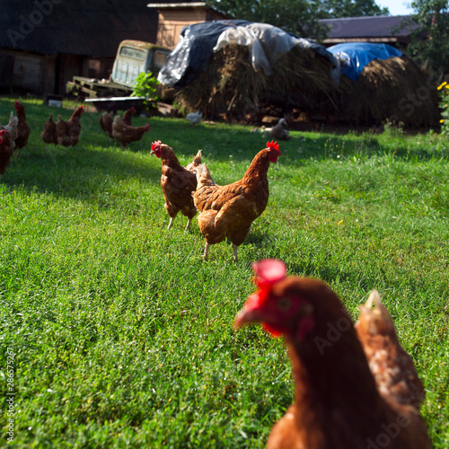 Chixken in the backyartd of farm photo