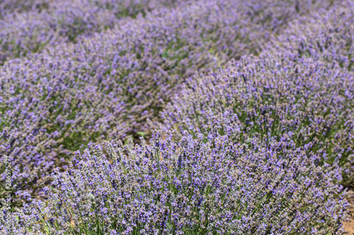 Flowering lavender. Field of blue flowers. Lavandula - flowering plants in the mint family  Lamiaceae.