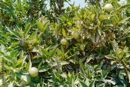 Unripe green oranges on tree branches