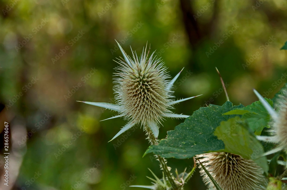Wild teasel, Wild thistle or Dipsacus fullonum, a species of flowering plant from Eurasia, Sredna gora mountain, Bulgaria Wild teasel, Wild thistle or Dipsacus fullonum, a species of flowering plant from Eurasia, Sredna gora mountain, Bulgaria