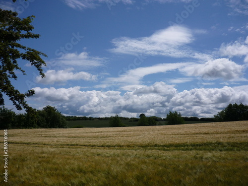 Kornfeld am Waldrand mit Wolken am Himmel