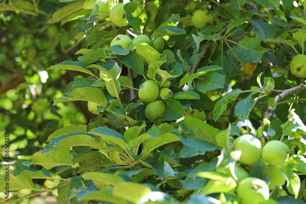 Green apple trees