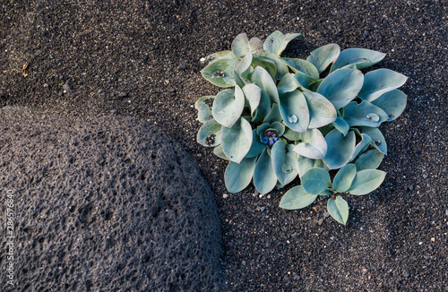 Oyster plant (Mertensia maritima) on black sand beach in Iceland. photo