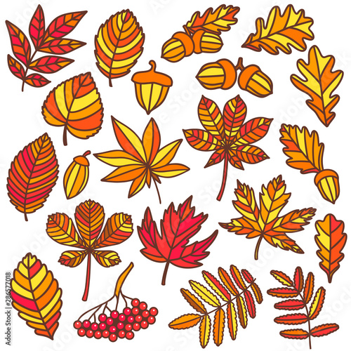 Isolated Autumn Leaves in Hand Drawn Doodle Style
