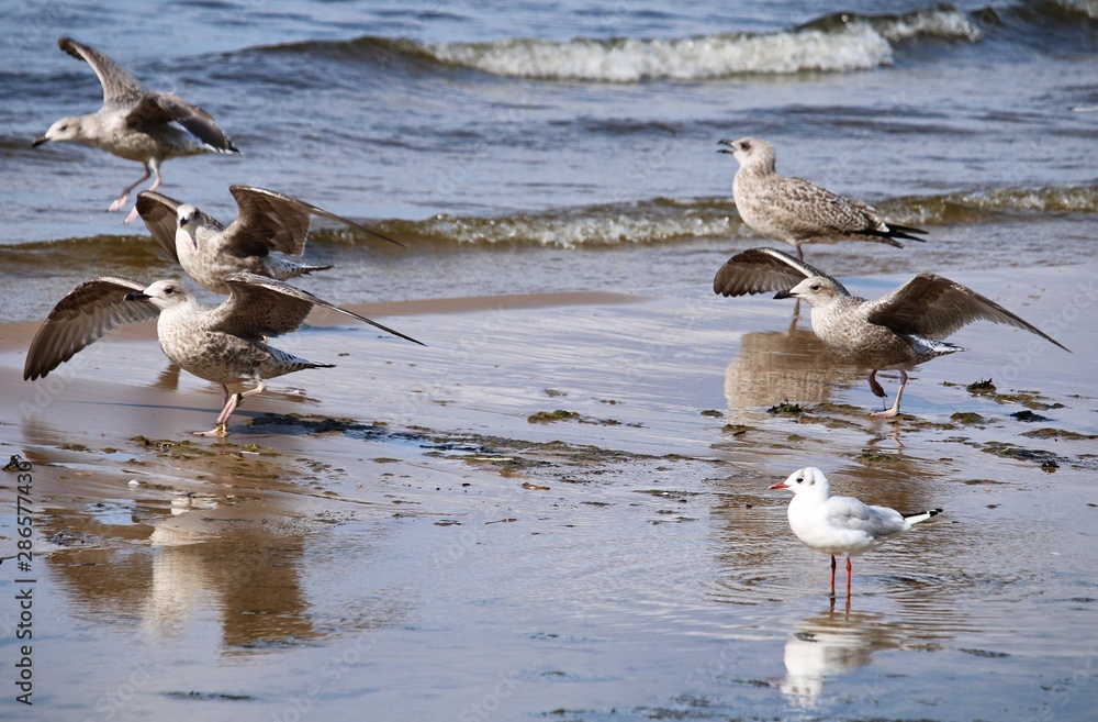 Seagulls on the sandy seashore on a cloudy summer day Seagulls on the sandy seashore on a cloudy summer day