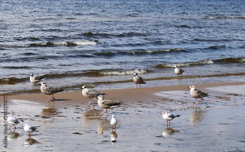 Seagulls on the sandy seashore on a cloudy summer day