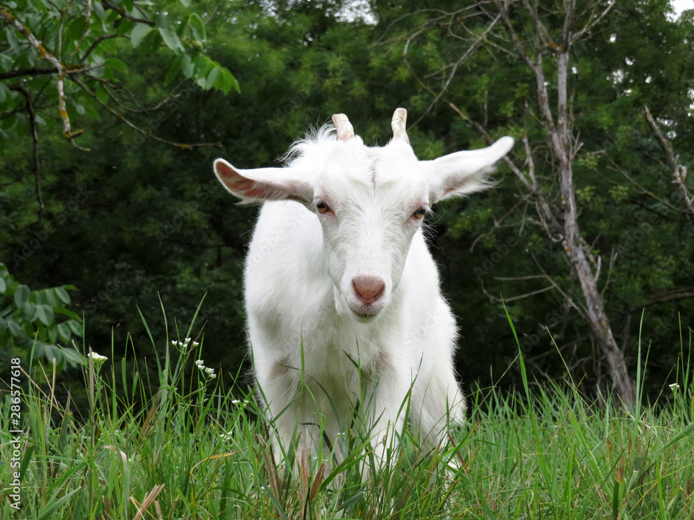 Little white goat eating grass on a summer green meadow with wildflowers. Beautiful baby goat on a pasture, rural landscape Little white goat eating grass on a summer green meadow with wildflowers. Beautiful baby goat on a pasture, rural landscape