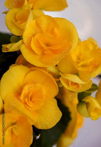 Fototapeta Naklejka Na Ścianę i Meble -  bright yellow flowers close up 