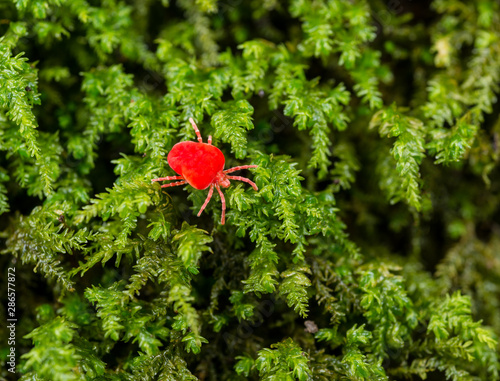 One of the many species of red velvet mite, Family Trombidiidae, likely Genus Trombidium, crawling across a bed of wet moss on a tree trunk in central Virgina in early December. Size = 1mm diameter photo