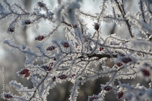 hawthorn branch with frost © sebi_2569