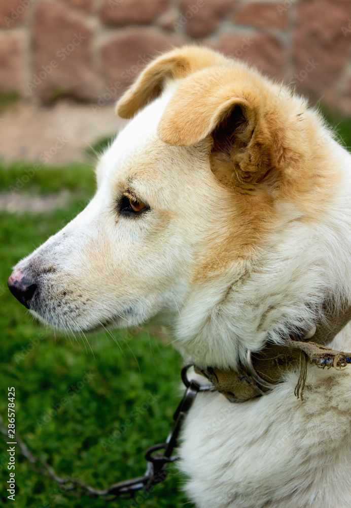 Street dog. In the animal world. Good life Street dog. In the animal world. Good life
