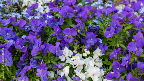 Viola tricolor var. hortensis Short flower Lance Dark green leaves Flowers in the leaves  blooming beautiful eyes. Background of two color flowers  blue and white